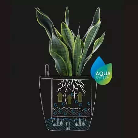 Self-watering system